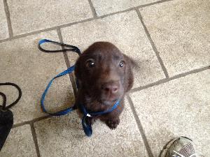 Callista, an adoptable Chocolate Labrador Retriever in Austin, TX, 78708 | Photo Image 3