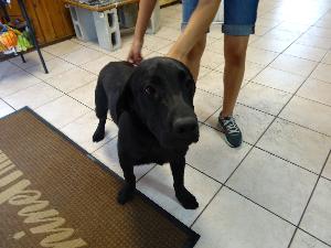 Short Stack, an adoptable Black Labrador Retriever in Austin, TX, 78708 | Photo Image 1