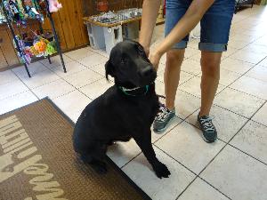 Short Stack, an adoptable Black Labrador Retriever in Austin, TX, 78708 | Photo Image 2