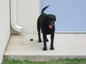 Skippy, an adoptable Black Labrador Retriever in Austin, TX, 78708 | Photo Image 1