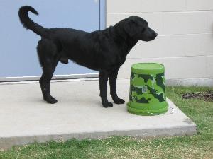 Skippy, an adoptable Black Labrador Retriever in Austin, TX, 78708 | Photo Image 2