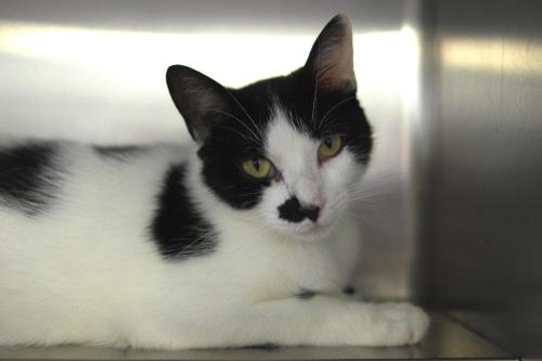Beauty, an adopted Domestic Short Hair Mix in Bloomfield, NJ_image-3