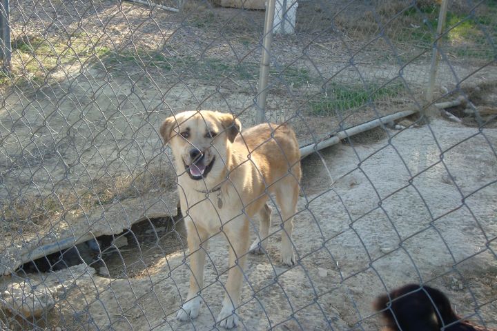 Catahoula husky hot sale mix