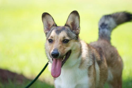 Tracer, an adopted Corgi & Collie Mix in Nashville, TN_image-1