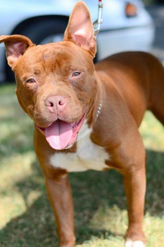 Count Chocula, an adopted Pit Bull Terrier in Chicago, IL_image-1