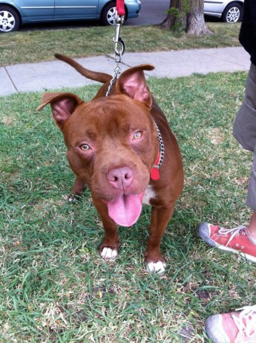 Count Chocula, an adopted Pit Bull Terrier in Chicago, IL_image-3