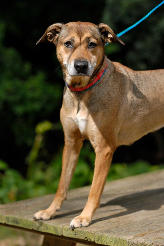Bella, an adopted German Shepherd Dog Mix in Pottsville, PA_image-2