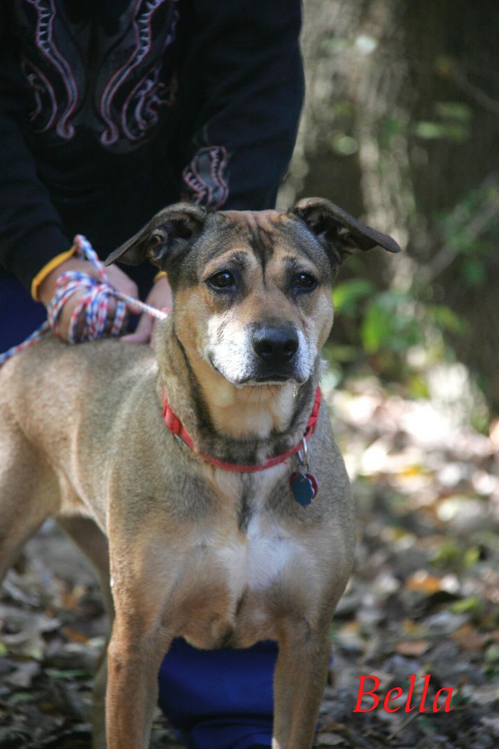 Bella, an adopted German Shepherd Dog Mix in Pottsville, PA_image-1