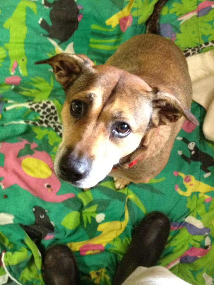 Bella, an adopted German Shepherd Dog Mix in Pottsville, PA_image-3