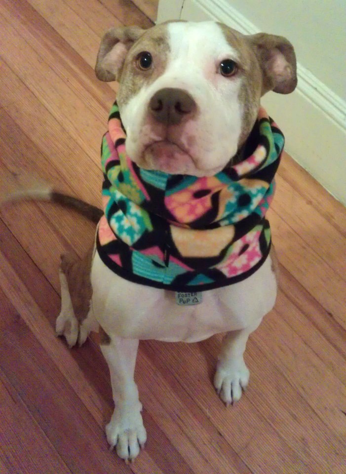 Lexi: Well Trained, Smart and Loving, an adopted American Bulldog Mix in Cranston, RI_image-1