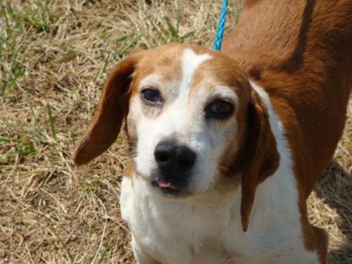 Frankie, an adopted Beagle in Owensboro, KY_image-1