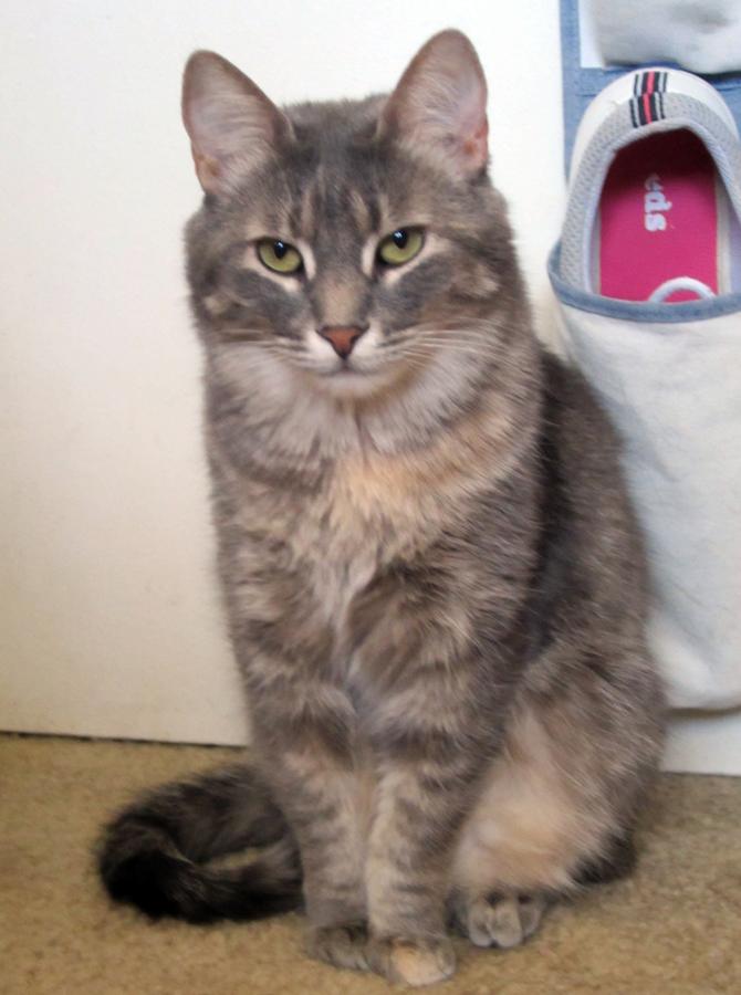 Cassidy, an adoptable Tabby, Torbie in Long Beach, CA, 90815 | Photo Image 1