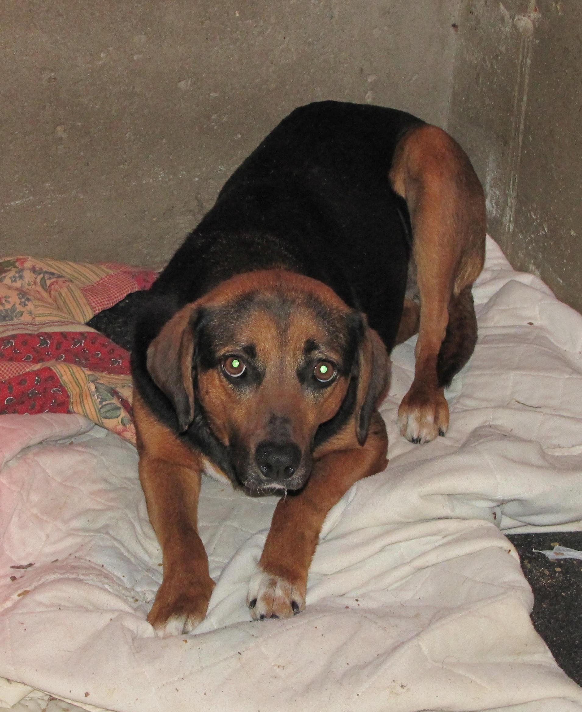 Wendy, an adoptable Black and Tan Coonhound, Hound in Oakland, AR, 72661 | Photo Image 2