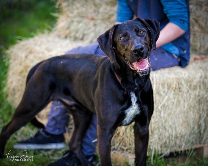 45+ Labrador Retriever Great Dane Mix