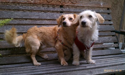 Dog for adoption - Cookie and Mr Snuggles, a bonded pair ...