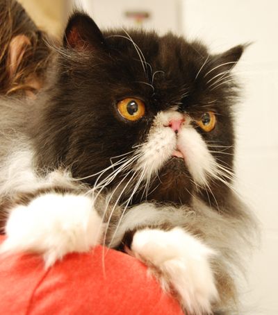 Charlie, an adopted Persian in Huntley, IL_image-2