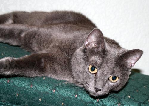 Lovely, an adoptable Domestic Short Hair in Moline, IL_image-1