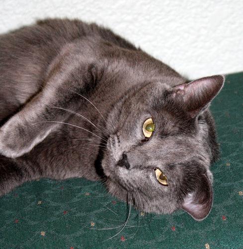 Lovely, an adoptable Domestic Short Hair in Moline, IL_image-2