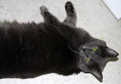 Lovely, an adoptable Domestic Short Hair in Moline, IL_image-3