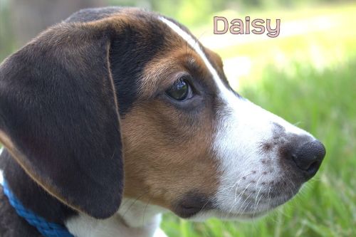 Daisy 2