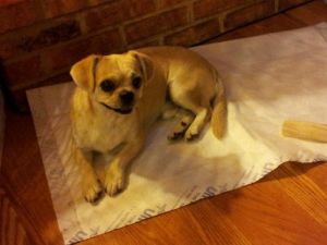 Bubba the Puggle, Housetrained, loves everyone!