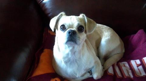 Bubba the Puggle, Housetrained, loves everyone! 2