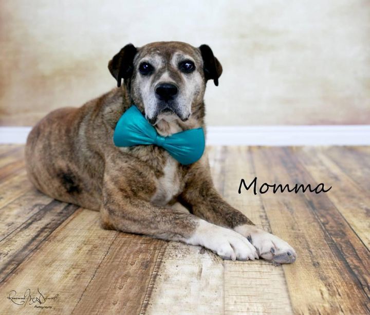 Momma, an adopted Terrier Mix in Lubbock, TX_image-1