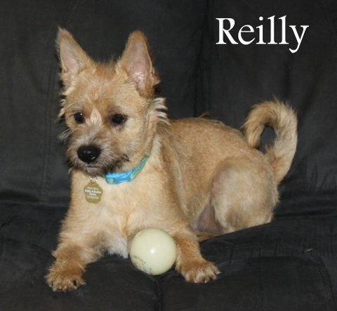 Nj Reilly detail page