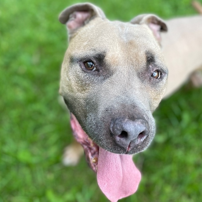 Boone, an adoptable American Staffordshire Terrier, Bullmastiff in St. Paul, MN, 55107 | Photo Image 5