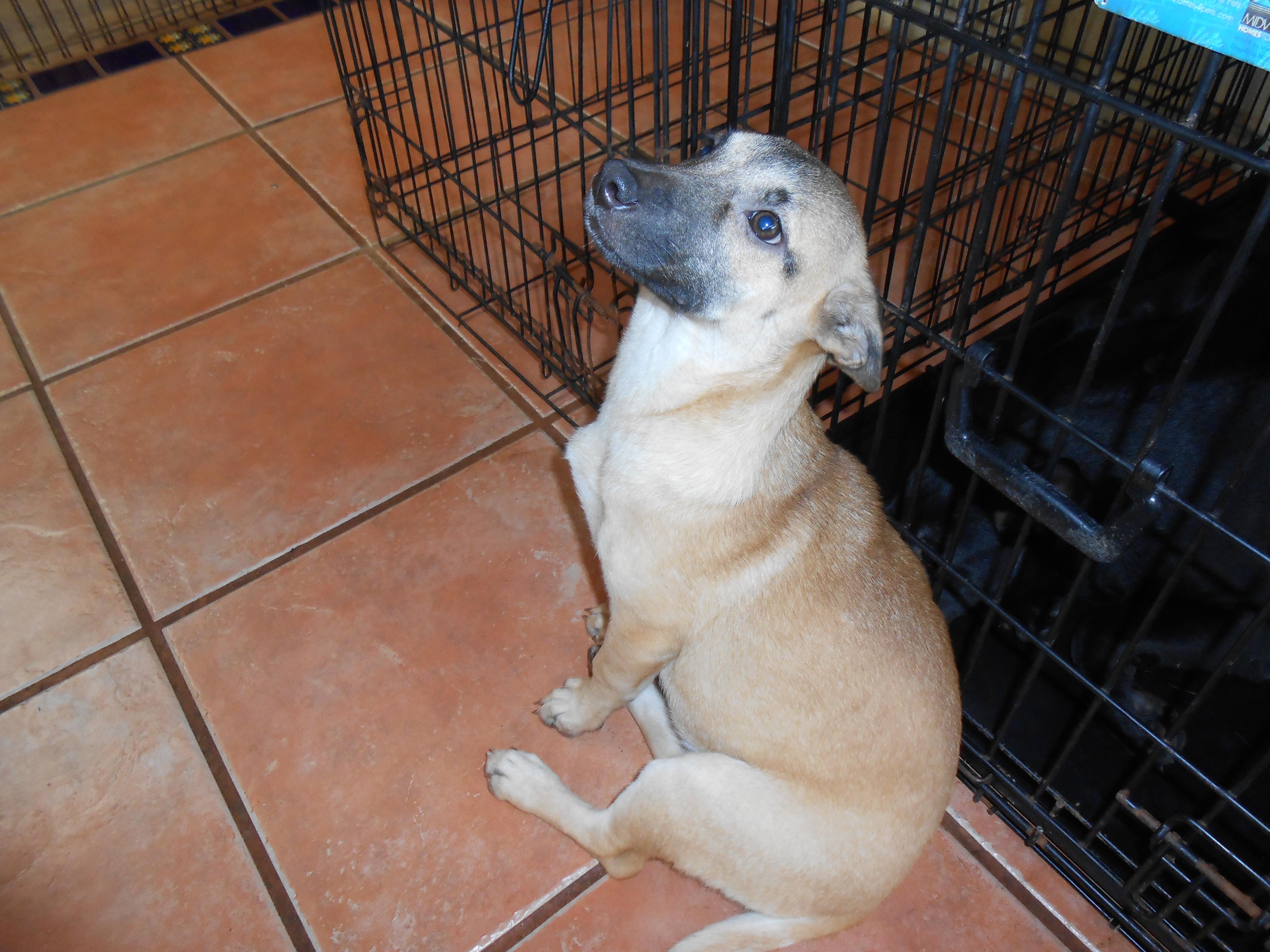 Martha, an adoptable German Shepherd Dog in San Diego, CA, 92153 | Photo Image 1