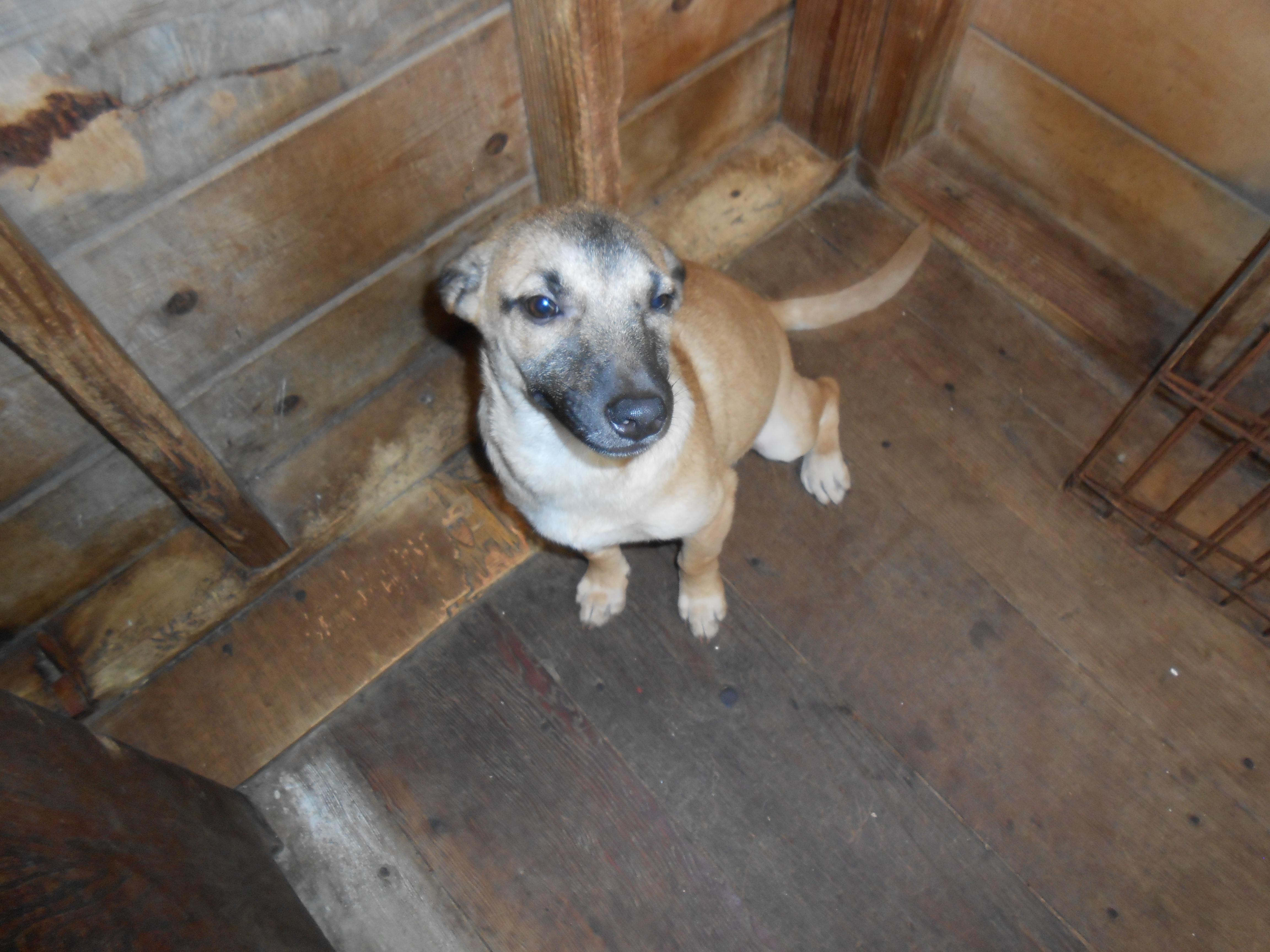 Martha, an adoptable German Shepherd Dog in San Diego, CA, 92153 | Photo Image 2