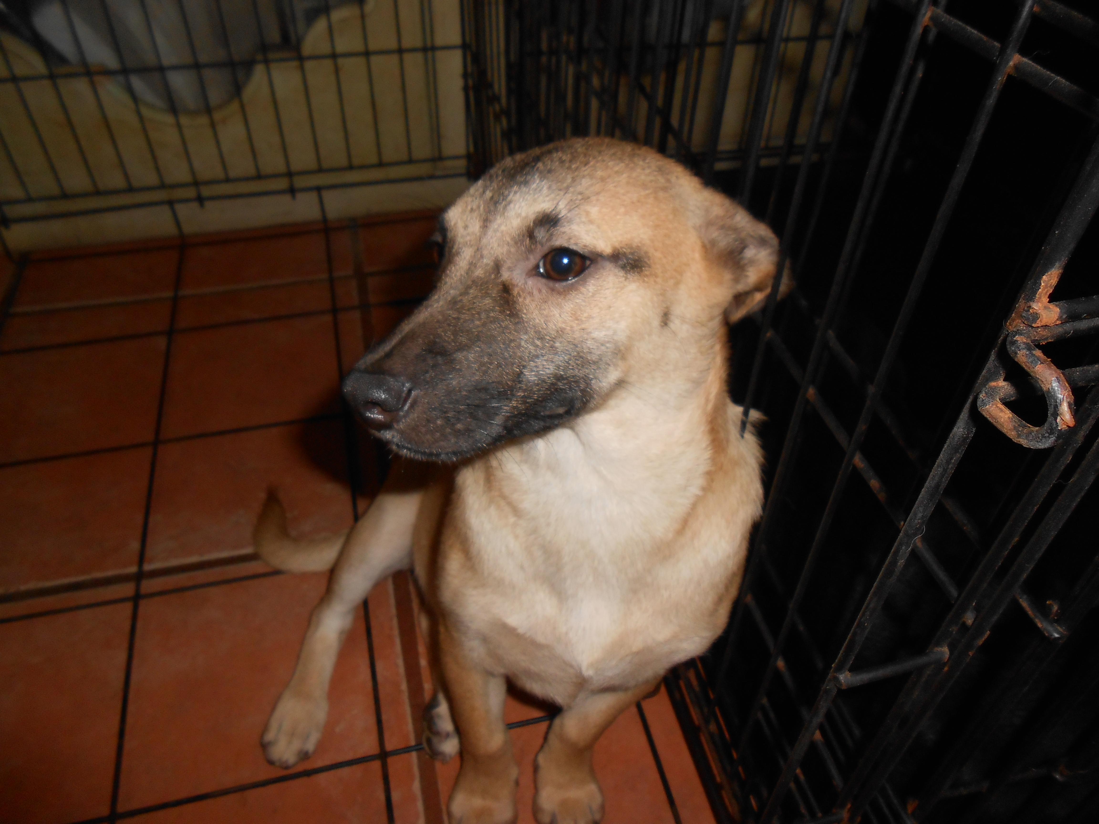 Martha, an adoptable German Shepherd Dog in San Diego, CA, 92153 | Photo Image 3