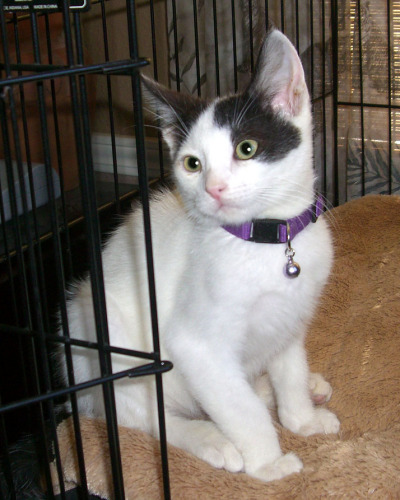 DOMINO, an adoptable Domestic Short Hair in Fairfield, CA, 94533 | Photo Image 2