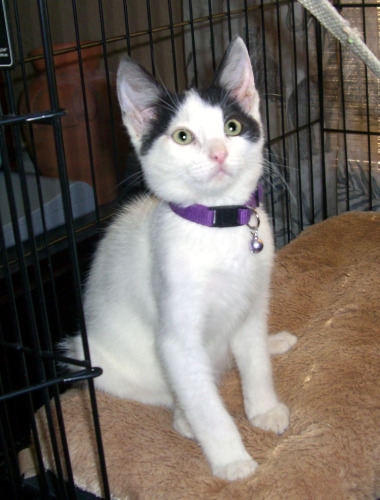 DOMINO, an adoptable Domestic Short Hair in Fairfield, CA, 94533 | Photo Image 3