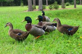 Rouen Ducks 1