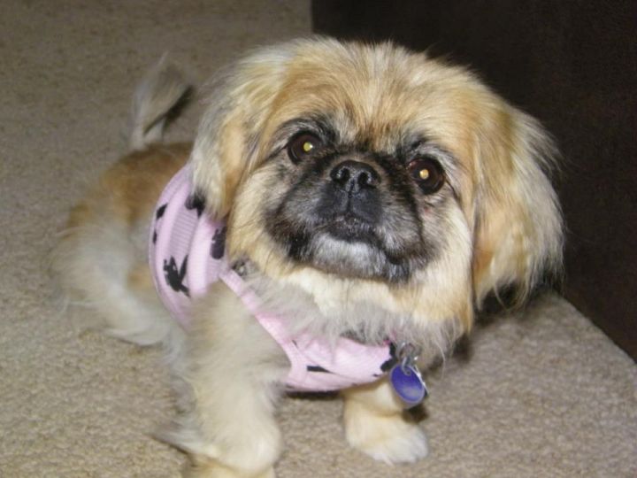 Frankie, an adopted Pekingese in Inver Grove Heights, MN_image-1