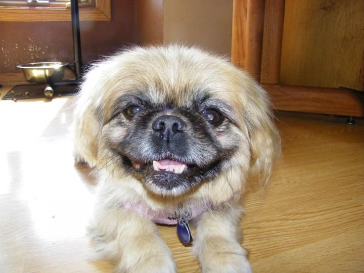 Frankie, an adopted Pekingese in Inver Grove Heights, MN_image-3