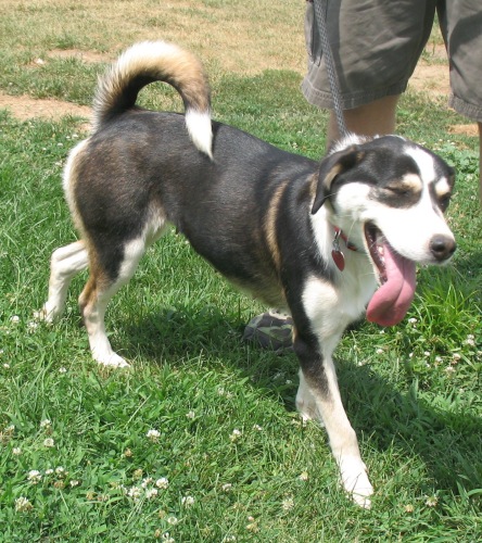 Allie, an adopted Husky Mix in Shippensburg, PA_image-2