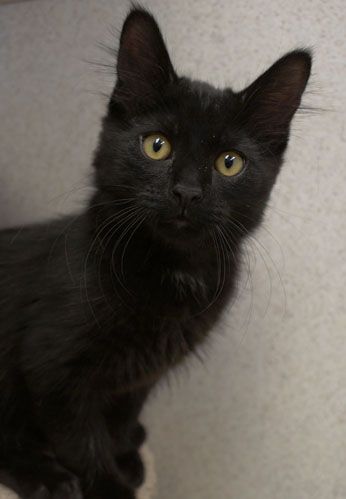 Preston, an adopted Domestic Long Hair in Naperville, IL_image-3
