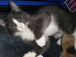 RIQUE, an adopted Domestic Long Hair Mix in Cocoa, FL_image-1