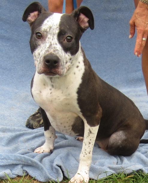 WILMA, an adopted Pit Bull Terrier Mix in Marietta, GA_image-1