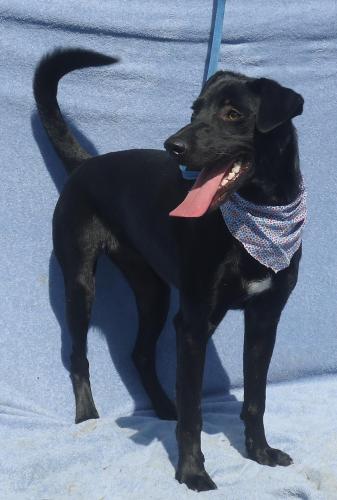 HONEY, an adopted Black Labrador Retriever Mix in Marietta, GA_image-1
