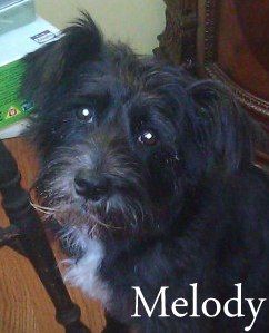 NJ - Melody, an adopted Cairn Terrier & Scottish Terrier Mix in Cherry Hill, NJ_image-1