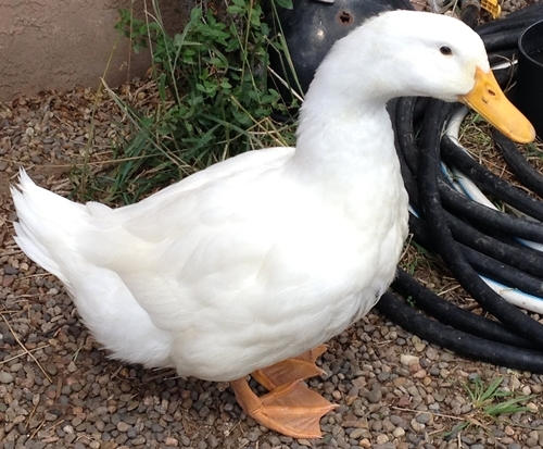 Duck Duck 1