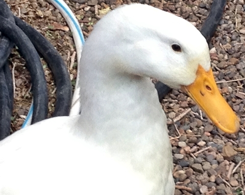 Duck Duck 2