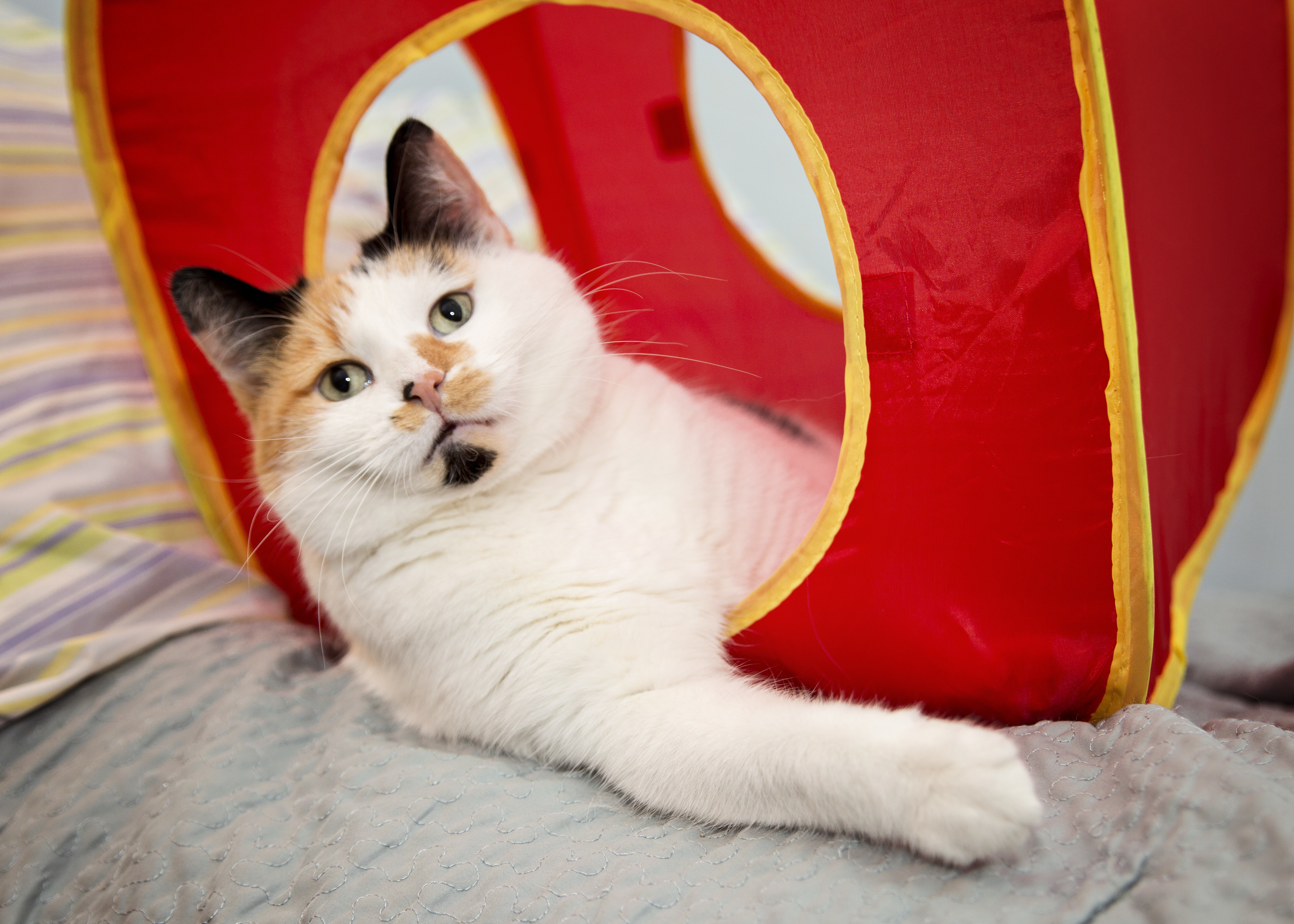 Peaches, an adoptable Domestic Short Hair in Milwaukee, WI, 53237 | Photo Image 1