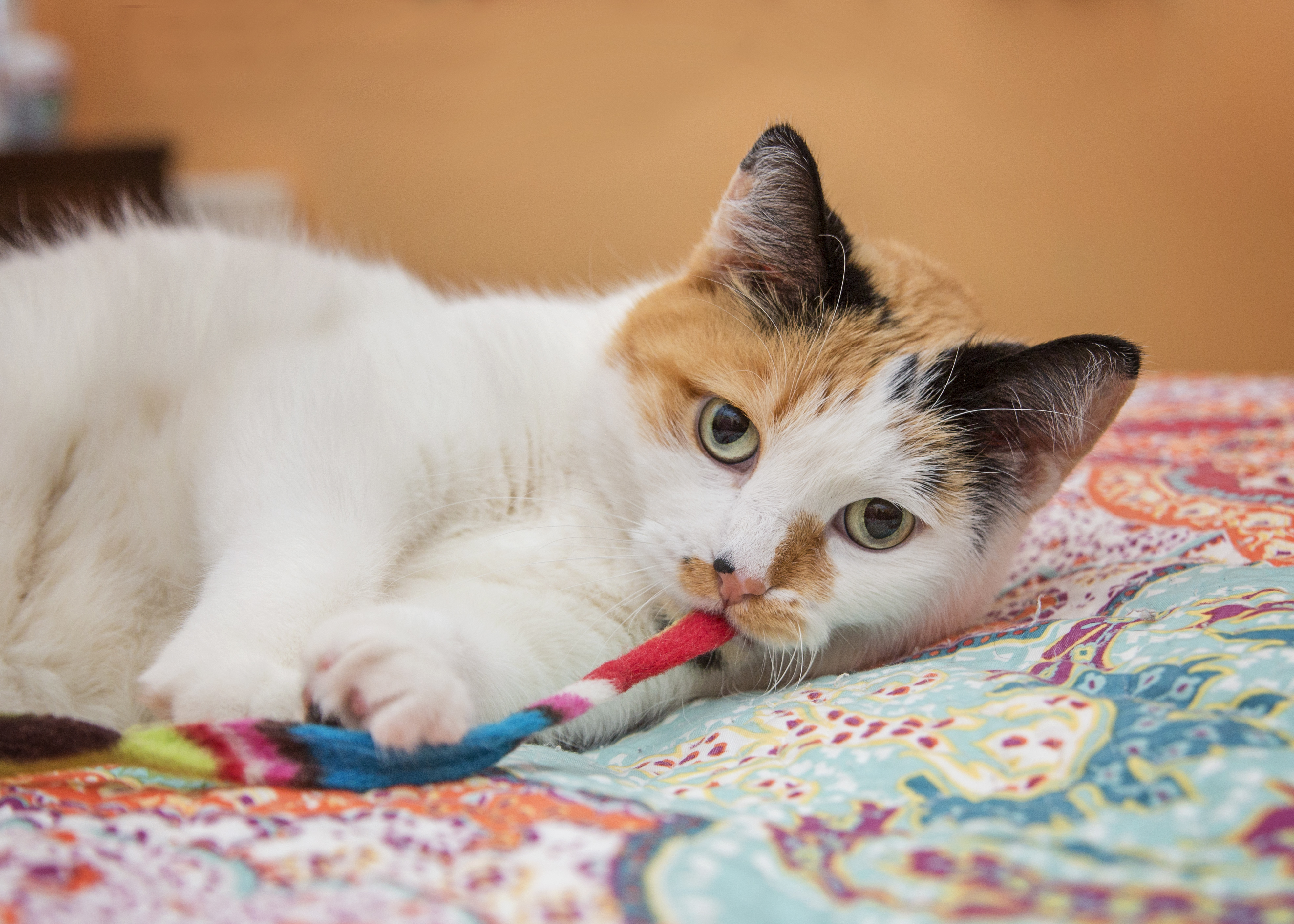 Peaches, an adoptable Domestic Short Hair in Milwaukee, WI, 53237 | Photo Image 6