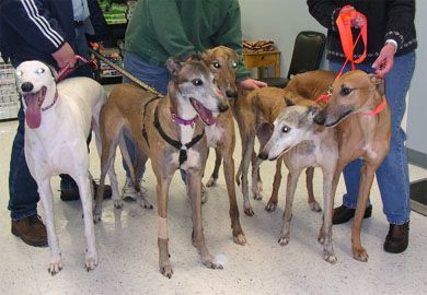 Retired Racing Greyhounds Only