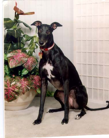 Retired Racing Greyhounds Only, an adoptable Greyhound in New Hope, PA_image-3