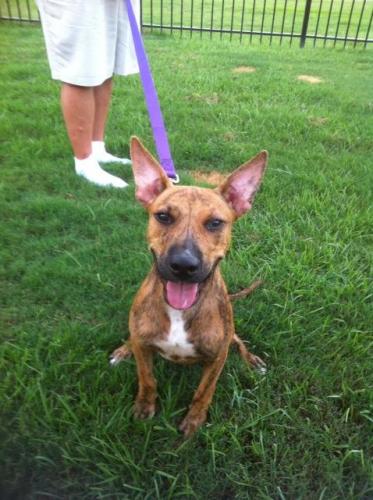 Buzz, an adoptable Boxer, Bull Terrier in Baton Rouge, LA, 70814 | Photo Image 1